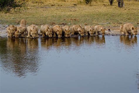 獅子喝水|【獅子喝水】6隻公獅子一起喝水 